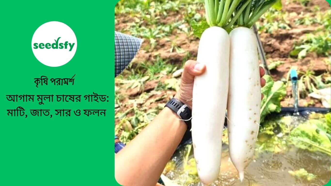 আগাম মুলা চাষের গাইড: মাটি, জাত, সার ও ফলন